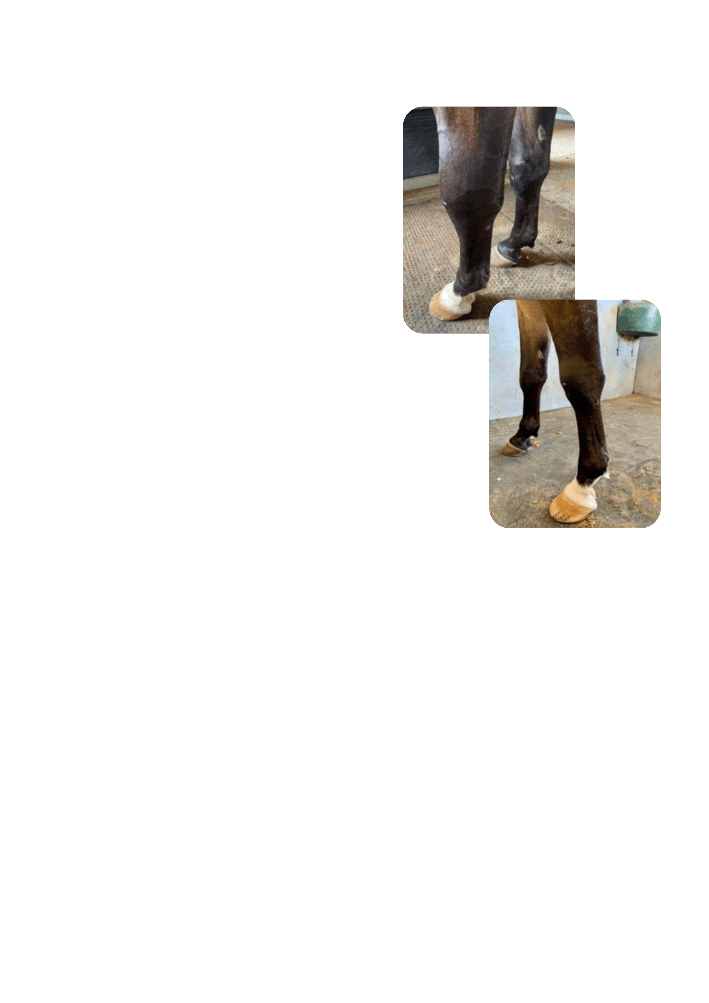 Localized cryotherapy helps relieve pain and discomfort in arthritic horses.