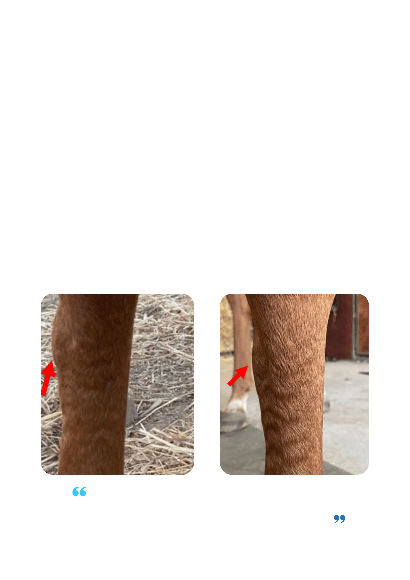 Localized equine cryotherapy helps fractured splint recovery.