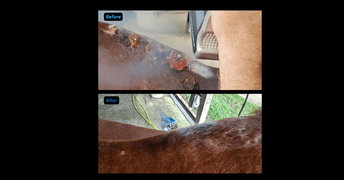 Cryotherapy is used to treat saddle sores on a horse.