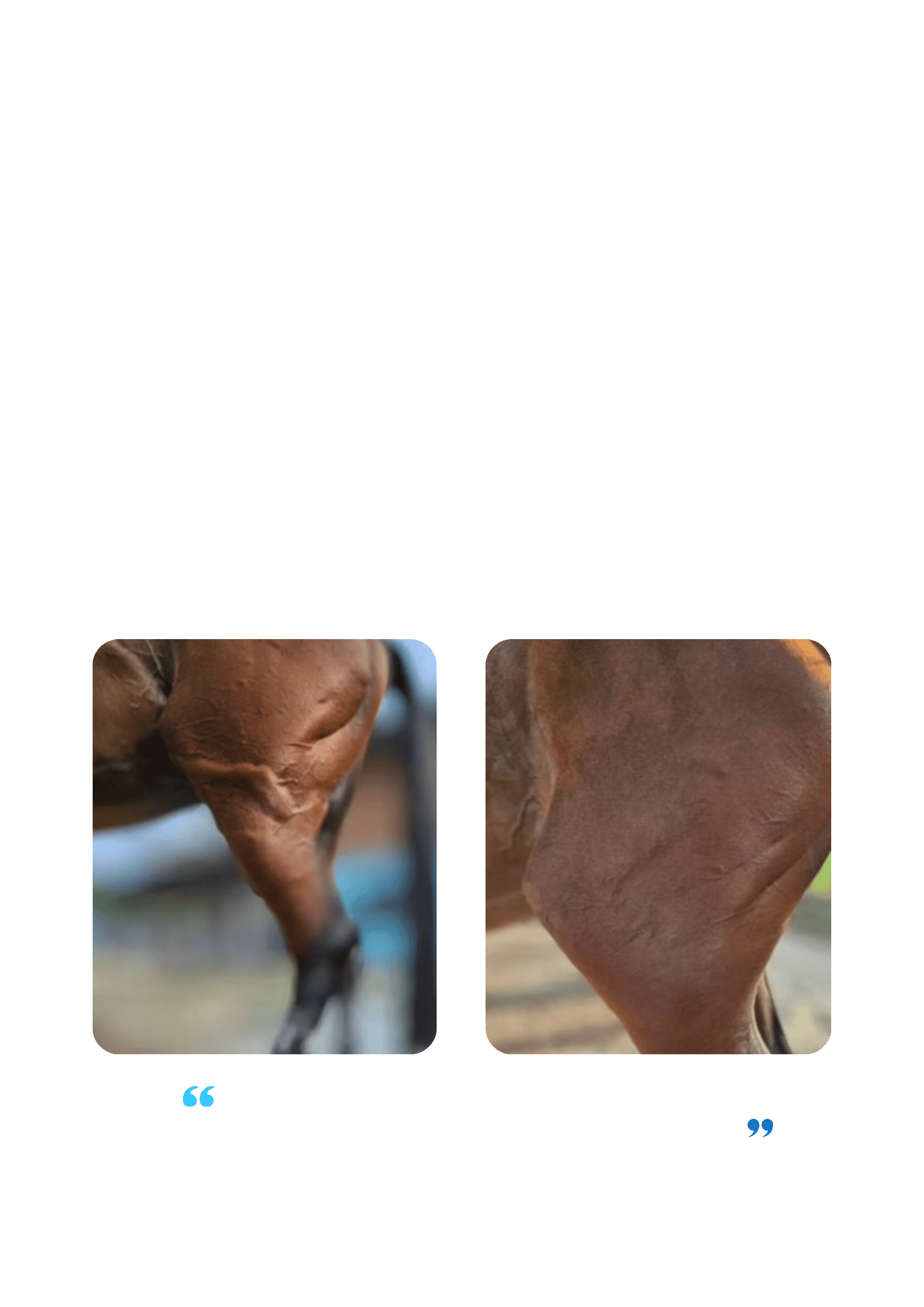 A stifle injury is successfully treated with equine localized cryotherapy.