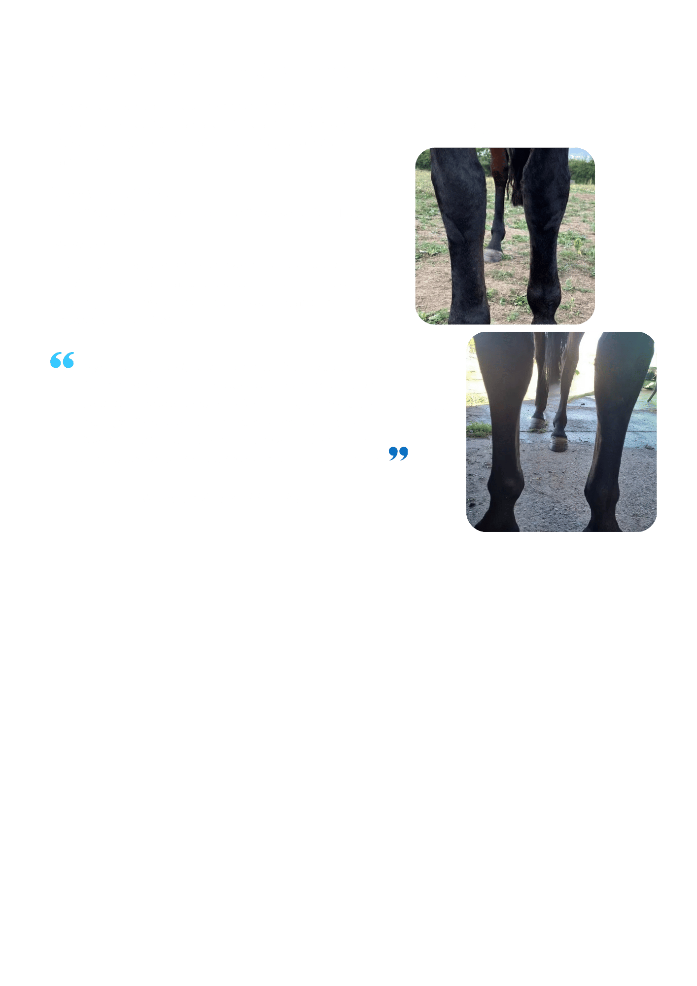 Sweet itch symptoms are reduced in horses with regular cryotherapy treatments.