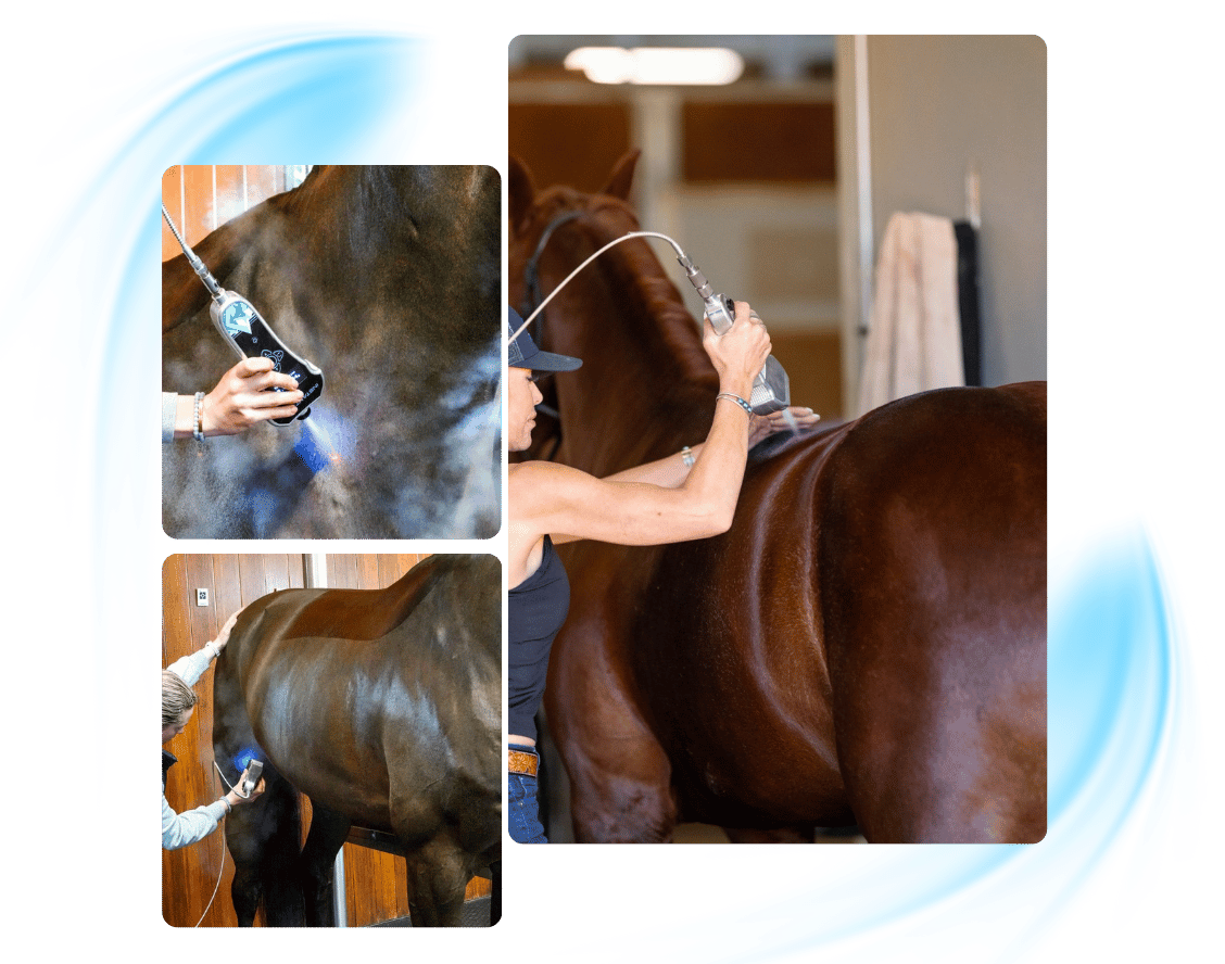 An equine therapist applying localized cryotherapy to the back, neck, and stifle joint of a horse.