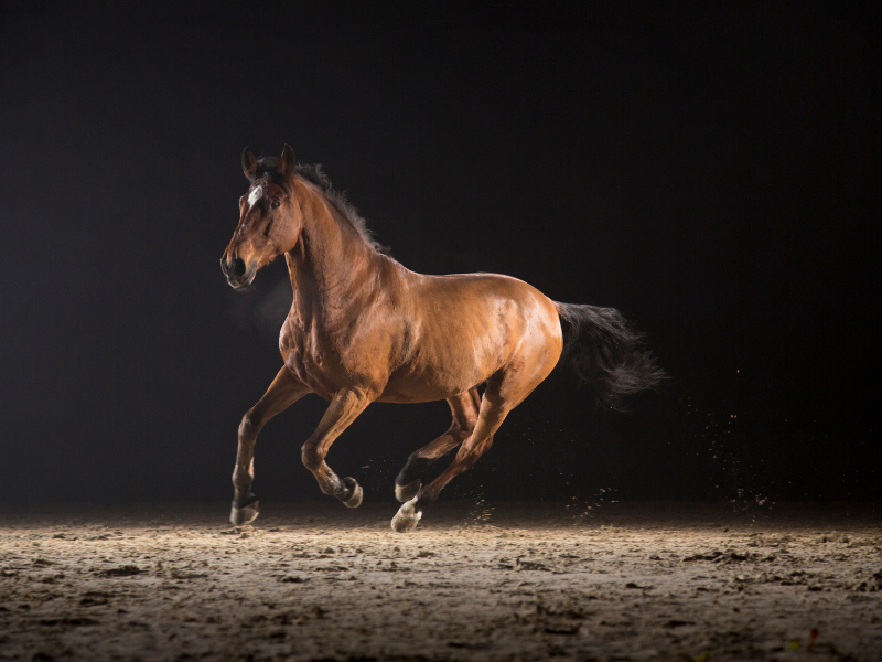 A horse running fast. 